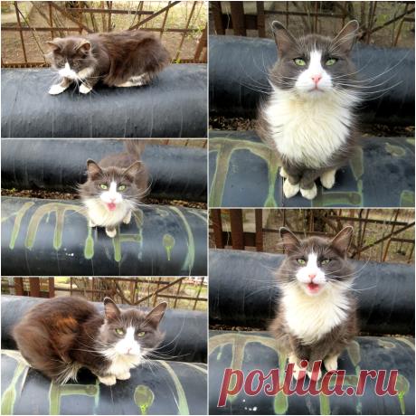Кошечка