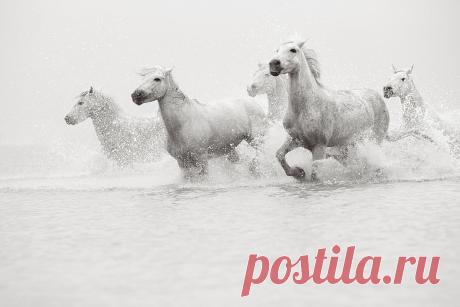 Белые лошади Камаргу. Фотограф Дрю Доггетт