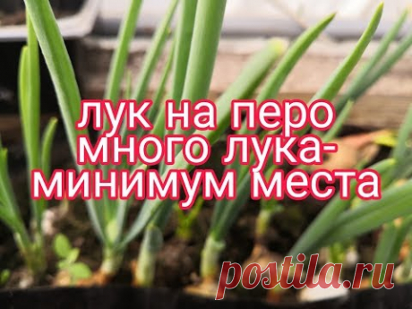 Лук на перо, много зелёного ЛУКА, минимум места