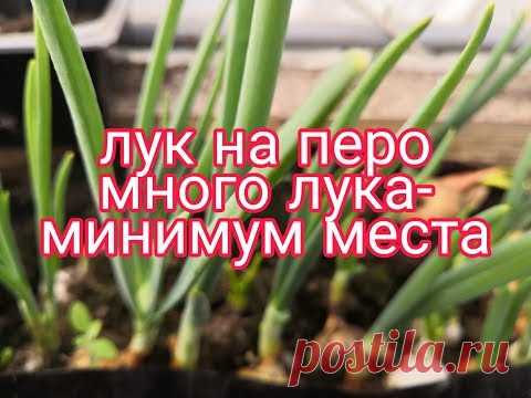 Лук на перо, много зелёного ЛУКА, минимум места