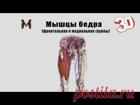 Мышцы бедра (фронтальная и медиальная группы) детальный обзор 3D