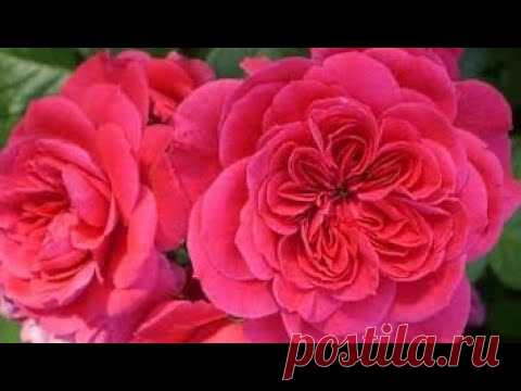 пересадка роз летом