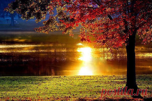 Клуб любителей кошек!
Наташа Штейн (Низак)