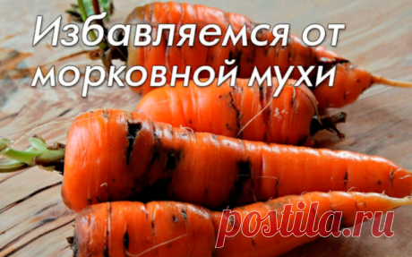 Избавляемся от морковной мухи народными средствами

Ее длинна — всего 4-5 миллиметра. У нее черное брюшко, красная голова и желтые лапки. Она летает с помощью широких прозрачных зеленоватых крыльев. 

Она — морковная муха — маленький, но злостный вредитель моркови, пастернака, сельдерея и петрушки. За один дачный сезон наши грядки с морковью атакуют два поколения этого вредного насекомого. Сегодня пришло время узнать морковную муху «в лицо», определить сроки ее вылета и ха...