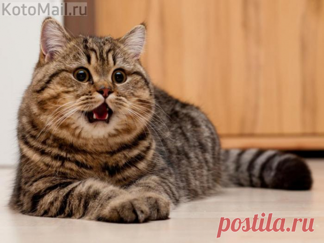 Без кота и жизнь не та!
