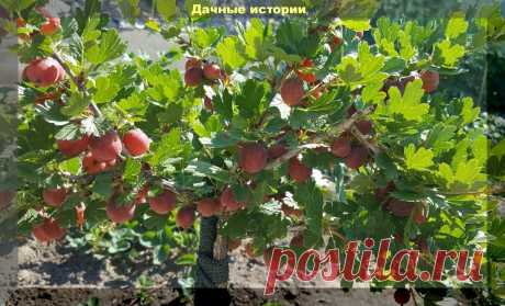 Штамб. Рассказываю как я из любых кустов смородины и крыжовника делаю штамбовые | Дачные истории | Яндекс Дзен