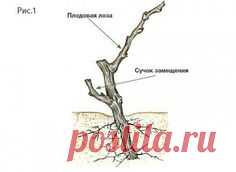ОБРЕЗКА ВИНОГРАДА ДЛЯ НАЧИНАЮЩИХ