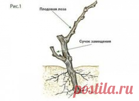 ОБРЕЗКА ВИНОГРАДА ДЛЯ НАЧИНАЮЩИХ