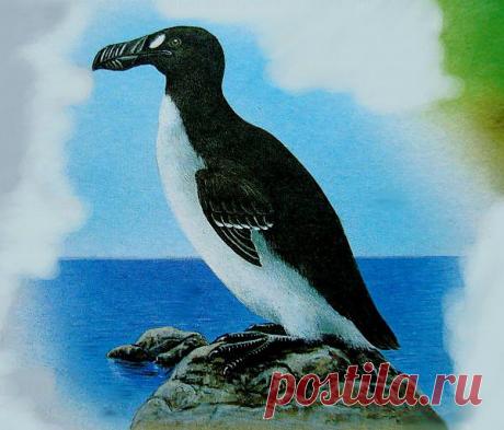 Древние вымершие животные - Животные и природа БЕЛОКРЫЛАЯ ГАГАРКА