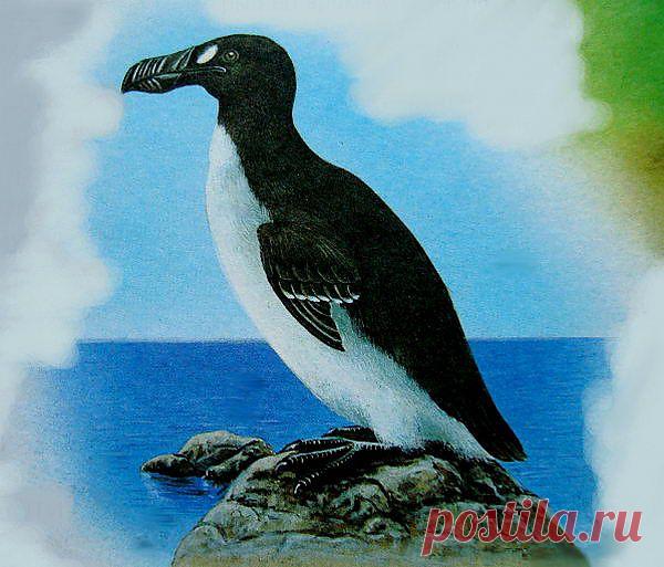Древние вымершие животные - Животные и природа БЕЛОКРЫЛАЯ ГАГАРКА