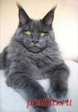 (71) Одноклассники