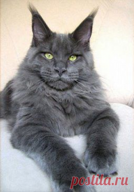 (71) Одноклассники