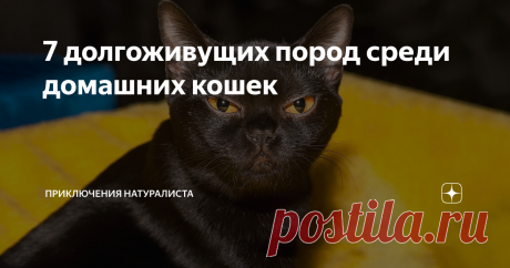 7 долгоживущих пород среди домашних кошек Специалисты крайне трепетно подходят к вопросам культивирования и выведения кошачьих пород. Отсюда вытекает масса особенностей. И одна из них — это физиологическое формирование. Одни породы кошек проживают очень короткую жизнь даже в тепличных условиях, а другие — долго здравствуют, существуя на обычных помойках! Судьба или чудеса селекции? Рассмотрим популярные породы кошек-долгожителей.