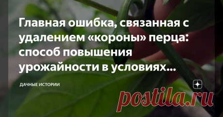 Главная ошибка, связанная с удалением «короны» перца: способ повышения урожайности в условиях средней полосы Добрый день, дорогие друзья, садоводы и огородники! Приветствую вас в нашем сообществе "Дачные истории". Каждую весну многие огородники приступают к посеву перца на рассаду. Растения подрастают и радуют своим отличным состоянием. Но обнаружив на рассаде первый бутон, дачники сталкиваются с проблемой. Получив много ненужной информации в интернете, они стремятся как м...