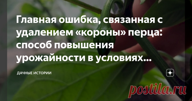 Главная ошибка, связанная с удалением «короны» перца: способ повышения урожайности в условиях средней полосы Добрый день, дорогие друзья, садоводы и огородники! Приветствую вас в нашем сообществе 