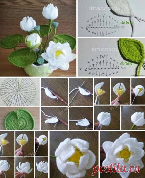 Кувшинки крючком