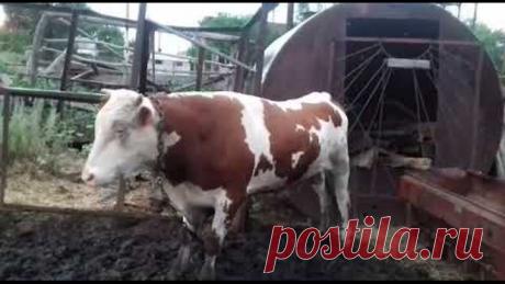 Бык танцует