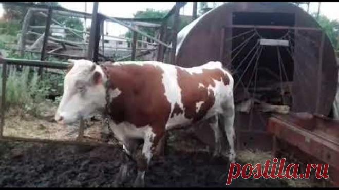 Бык танцует