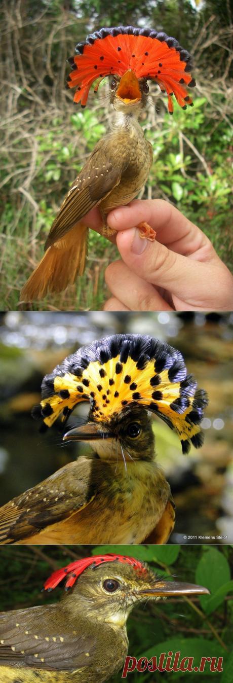 Вот это птичка! Амазонский венценосный... мухоед! .