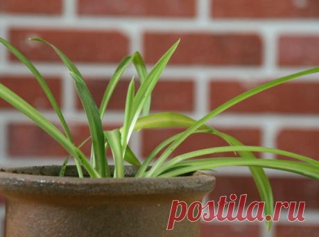 Самые неприхотливые комнатные растения | Наш уютный дом