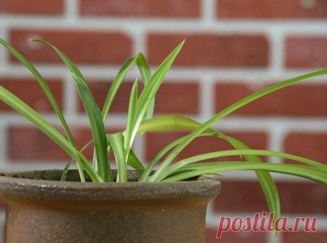 Самые неприхотливые комнатные растения | Наш уютный дом