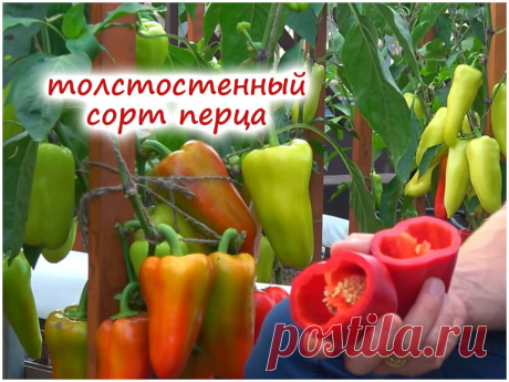 Новый сладкий перец – устойчивый к болезням сорт, крупный и толстостенный! | Флористикс Инфо | Дзен