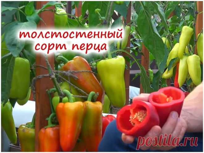 Новый сладкий перец – устойчивый к болезням сорт, крупный и толстостенный! | Флористикс Инфо | Дзен