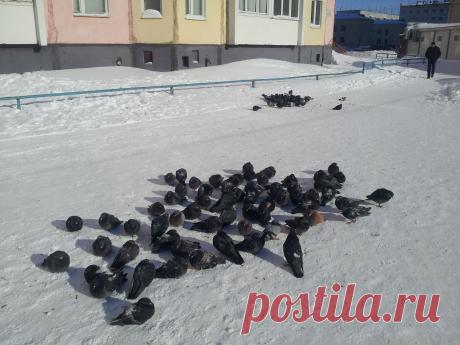 НАШИ ДРУЗЬЯ ГОЛУБИ