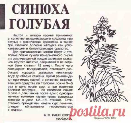 Синюха голубая лечит