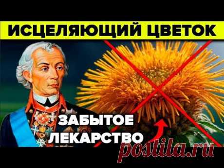 Секрет Суворова, о котором молчат. Девясил - почему его забыли? - YouTube