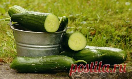 "Можно" и "нельзя" при выращивании огурцов | Вперед✔огород | Яндекс Дзен