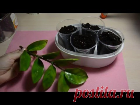 Размножение замиокулькаса($ дерево) черенками