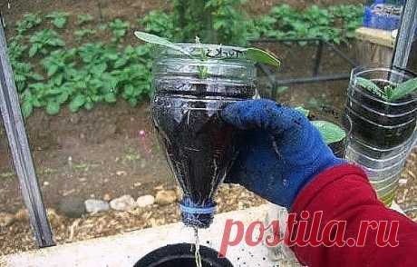 ОГУРЦЫ В БУТЫЛКАХ - УДОБНО И ВЫГОДНО