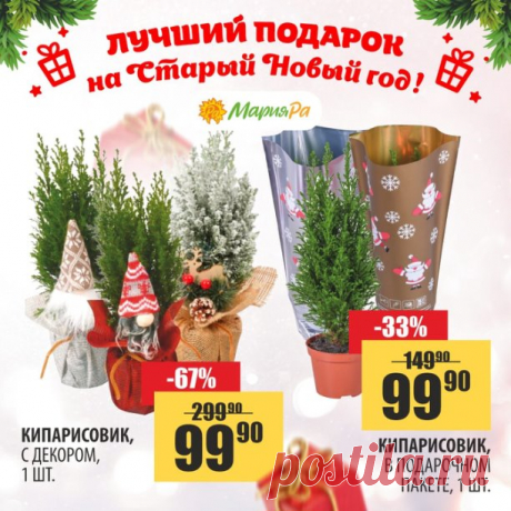 Лучший подарок на Старый Новый год 

Маленькая елочка, которая будет жить у вас дома!
А еще ее можно высадить во дворе или на дачном участке 

 До 28 февраля успейте купить любой кипарисовик всего за 99,90р