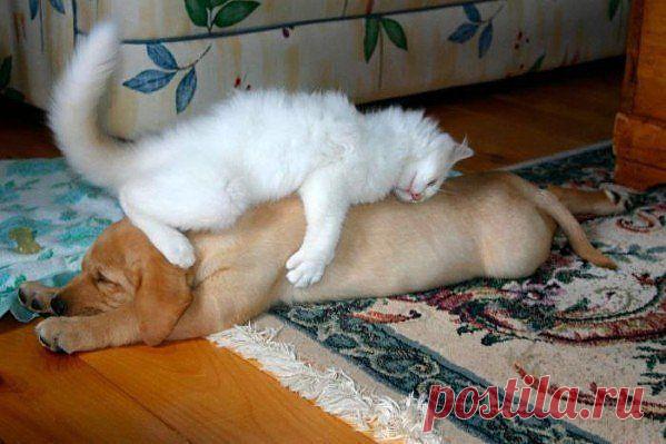 Матрасик с подогревом :)