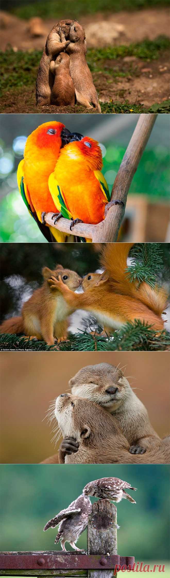 Животные поцелуйчики