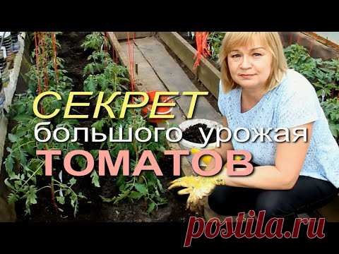 КАК УВЕЛИЧИТЬ УРОЖАЙ ТОМАТОВ В ДВА РАЗА! Советы от ЗЕЛЕНОГО ОГОРОДА!