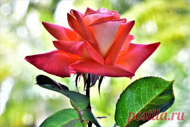 Загрузить обои макро, цветок, роза, лепестки, бутон, macro, flower, rose, petals, bud Загрузить обои макро, цветок, роза, лепестки, бутон, macro, flower, rose, petals, bud 2048x1365