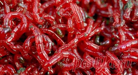 Хитрый способ хранения мотыля для зимней рыбалки | Буль буль карасики | Яндекс Дзен