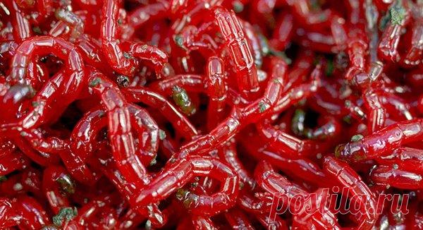 Хитрый способ хранения мотыля для зимней рыбалки | Буль буль карасики | Яндекс Дзен