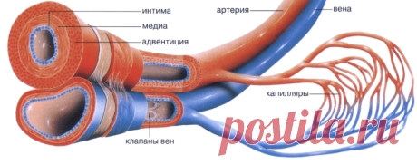Проблемы с сосудами ног. Что делать? | О полноценной жизни с больным сердцем. Анна Кореневич. Кардиолог | Яндекс Дзен
