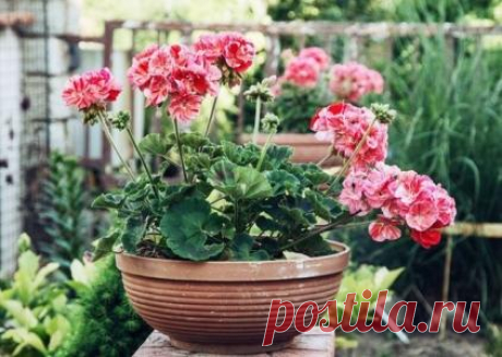 9 недугов, которые лечит герань