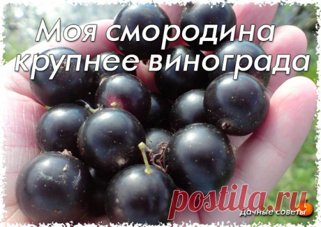 Моя смородина крупнее винограда

Лет 15 тому назад черная смородина не баловала меня урожаем. Я приобрел случайные сорта у знакомых садоводов, но они были поражены вирусными болезнями, почковым клещом, страдали от мучнистой росы. Не помогали никакие препараты. Собирал я по литровой банке ягод с куста. 

Но вот появились новые сверхкрупноплодные сорта: сначала Селеченская, Перун, а затем - Экзотика, Ядреная. Они требуют очень интересной агротехники, иначе крупных ягод вам н...