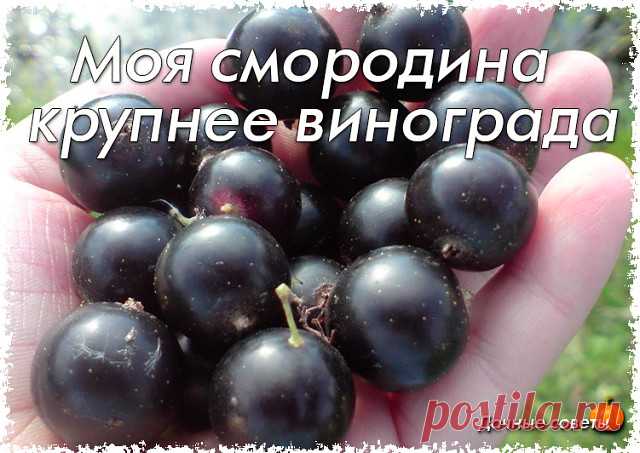 Моя смородина крупнее винограда

Лет 15 тому назад черная смородина не баловала меня урожаем. Я приобрел случайные сорта у знакомых садоводов, но они были поражены вирусными болезнями, почковым клещом, страдали от мучнистой росы. Не помогали никакие препараты. Собирал я по литровой банке ягод с куста. 

Но вот появились новые сверхкрупноплодные сорта: сначала Селеченская, Перун, а затем - Экзотика, Ядреная. Они требуют очень интересной агротехники, иначе крупных ягод вам н...