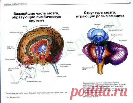 Атлас: Нервная система человека, строение и нарушения
