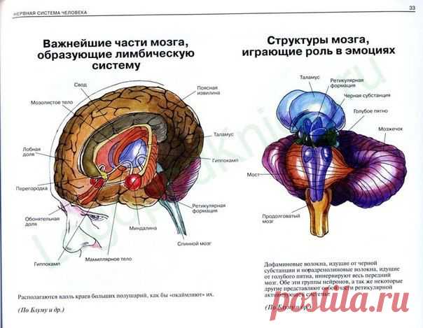 Атлас: Нервная система человека, строение и нарушения
