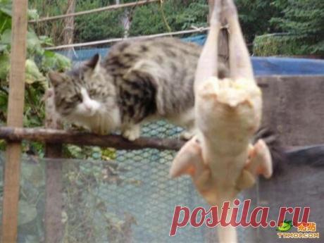 Котяра с голодухи способен на многое (9 фото) » Лента приколов Коляна