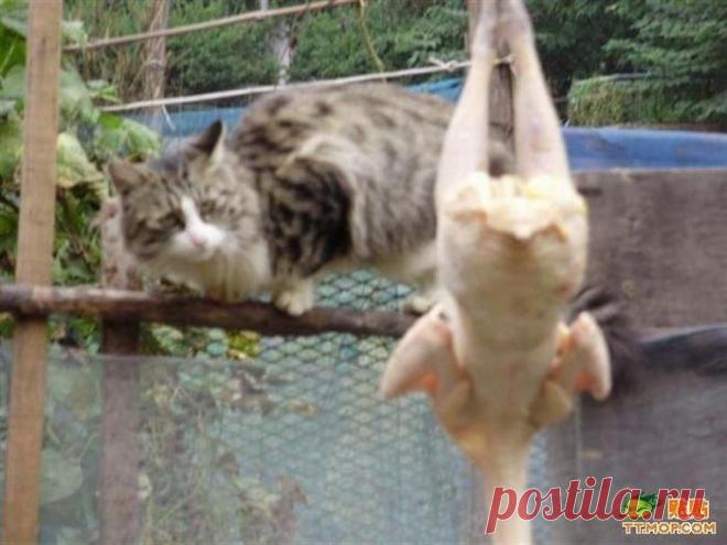 Котяра с голодухи способен на многое (9 фото) » Лента приколов Коляна