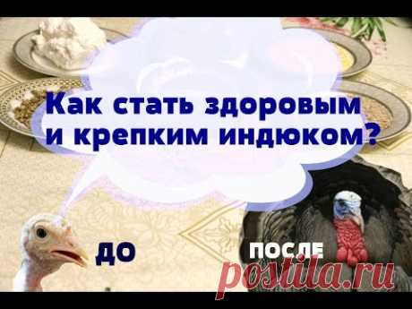 Как вырастить здоровых и крепких индюшек.