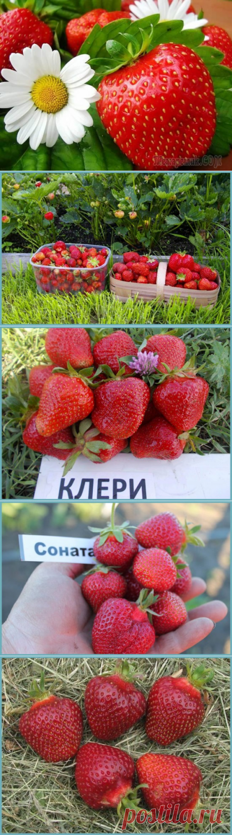 Выращивание садовой крупноплодной земляники: сорта, посадка семенами и уход